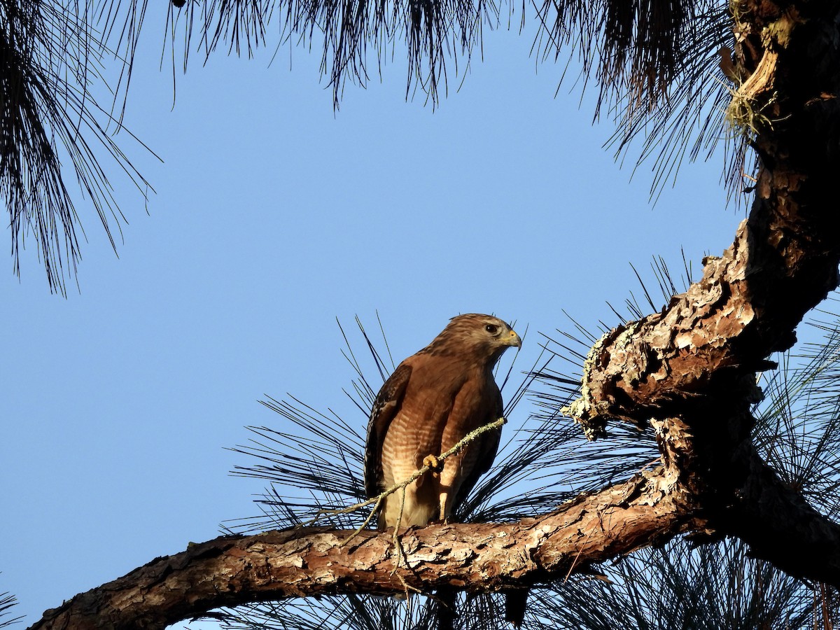 Red-shouldered Hawk - ML643575685