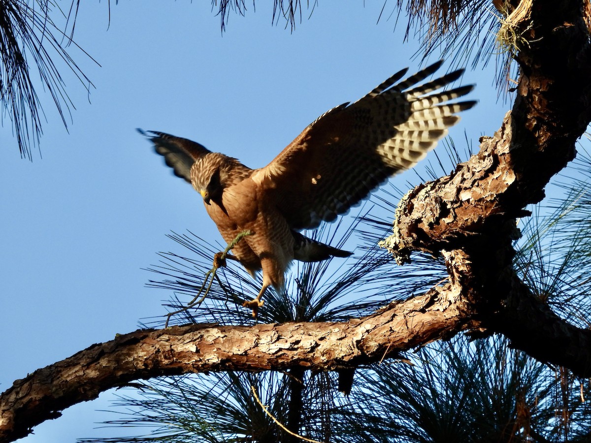 Red-shouldered Hawk - ML643575686