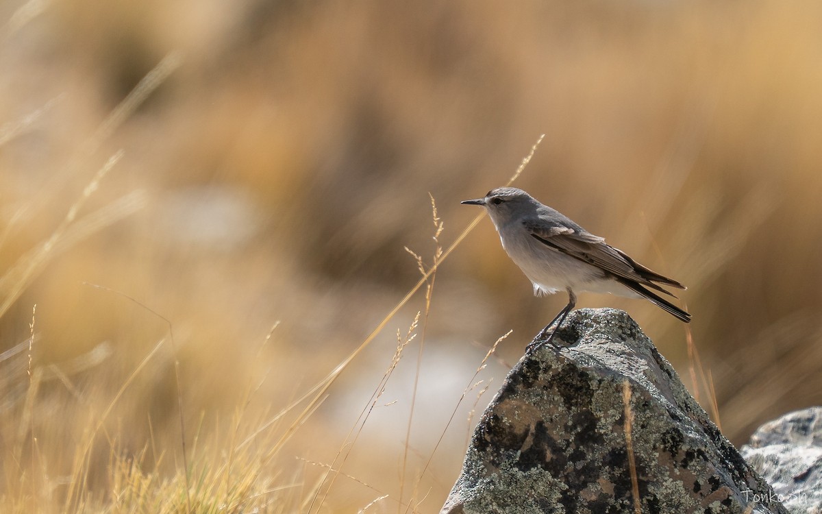 Black-fronted Ground-Tyrant - ML643575689