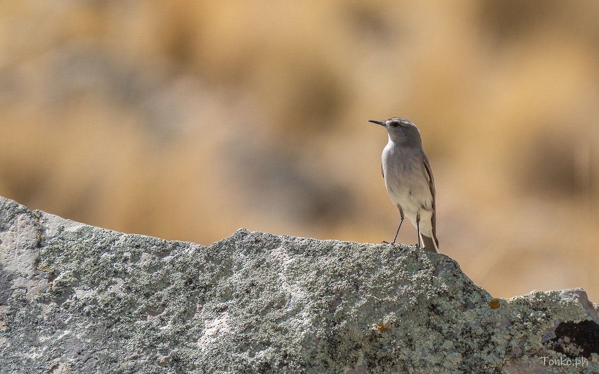 Black-fronted Ground-Tyrant - ML643575690