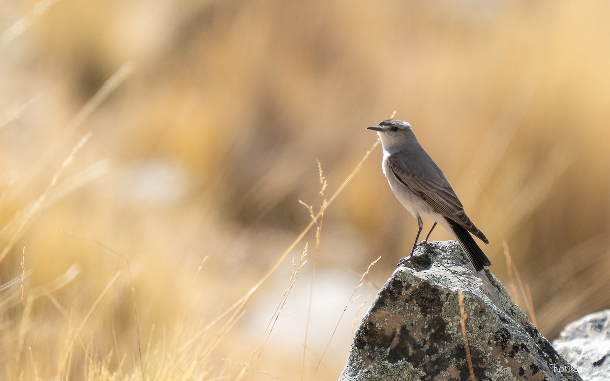 Black-fronted Ground-Tyrant - ML643575691