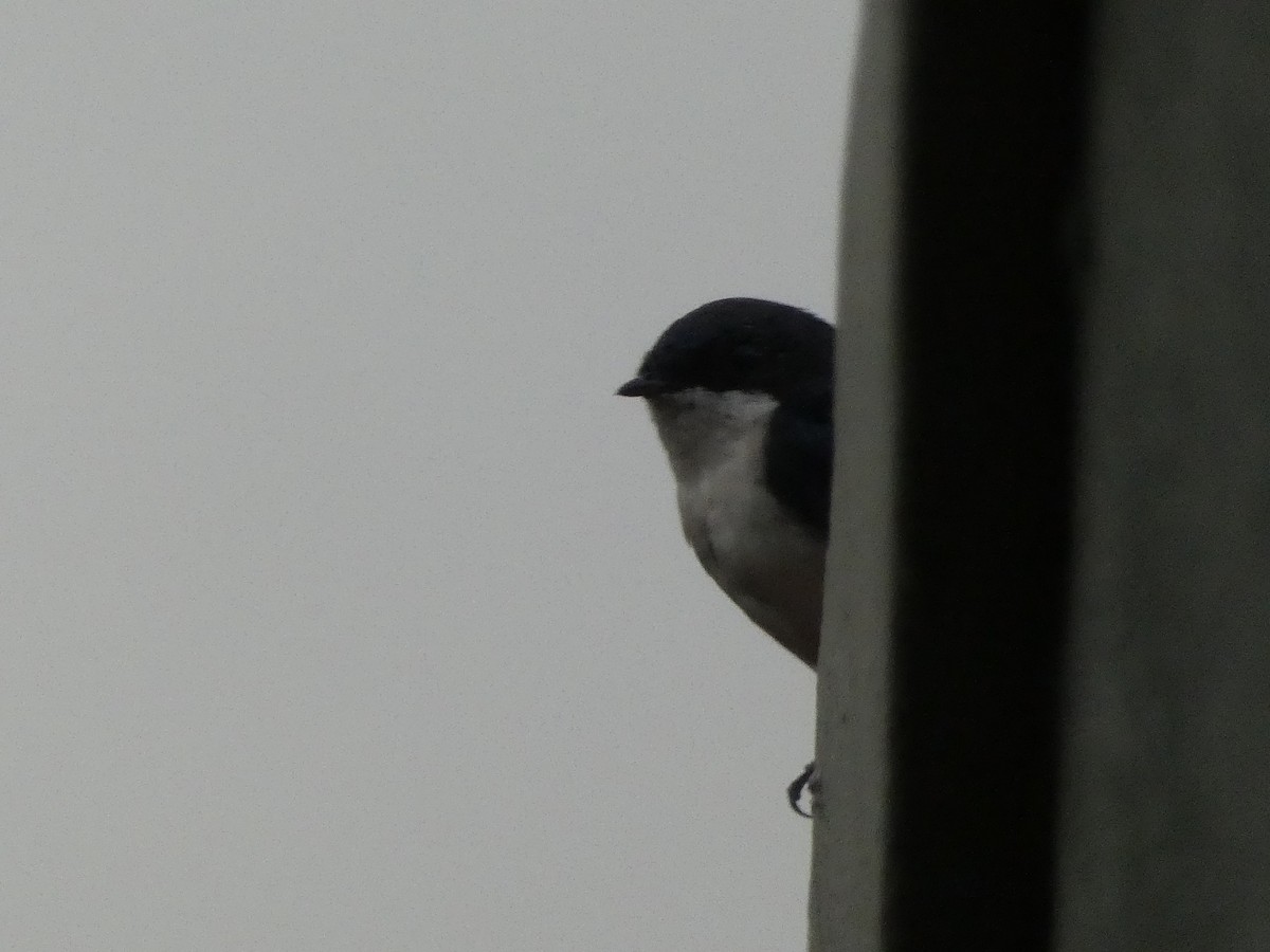 Blue-and-white Swallow - ML643575692