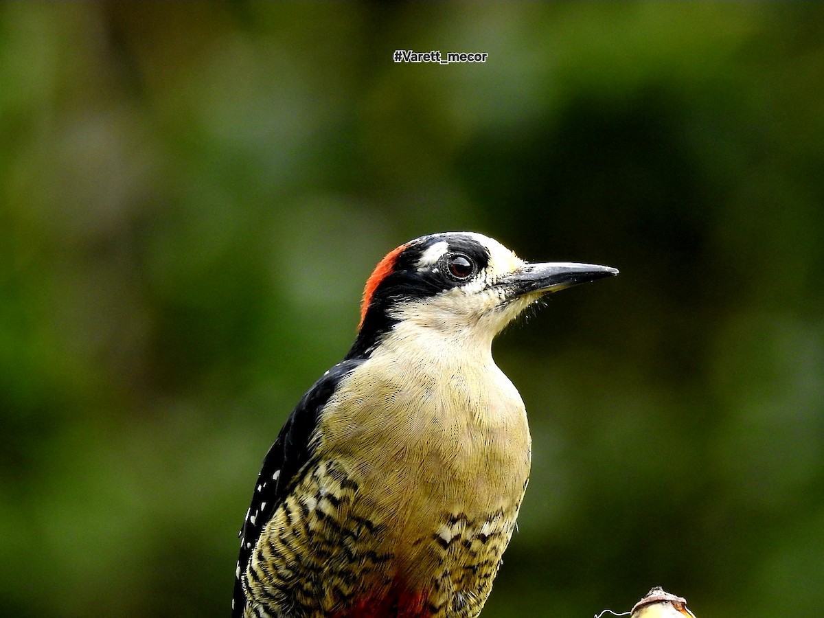 Black-cheeked Woodpecker - ML643575693