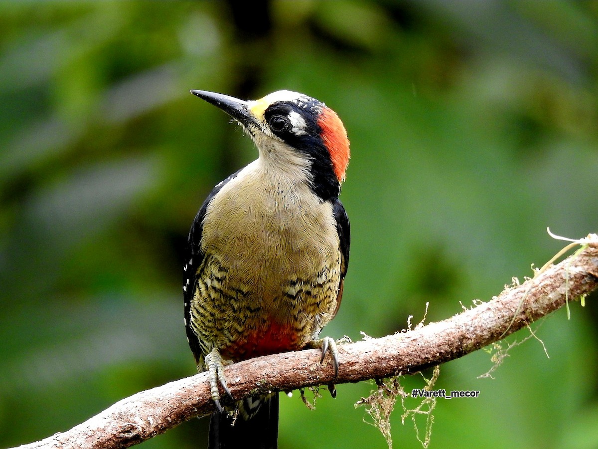 Black-cheeked Woodpecker - ML643575694