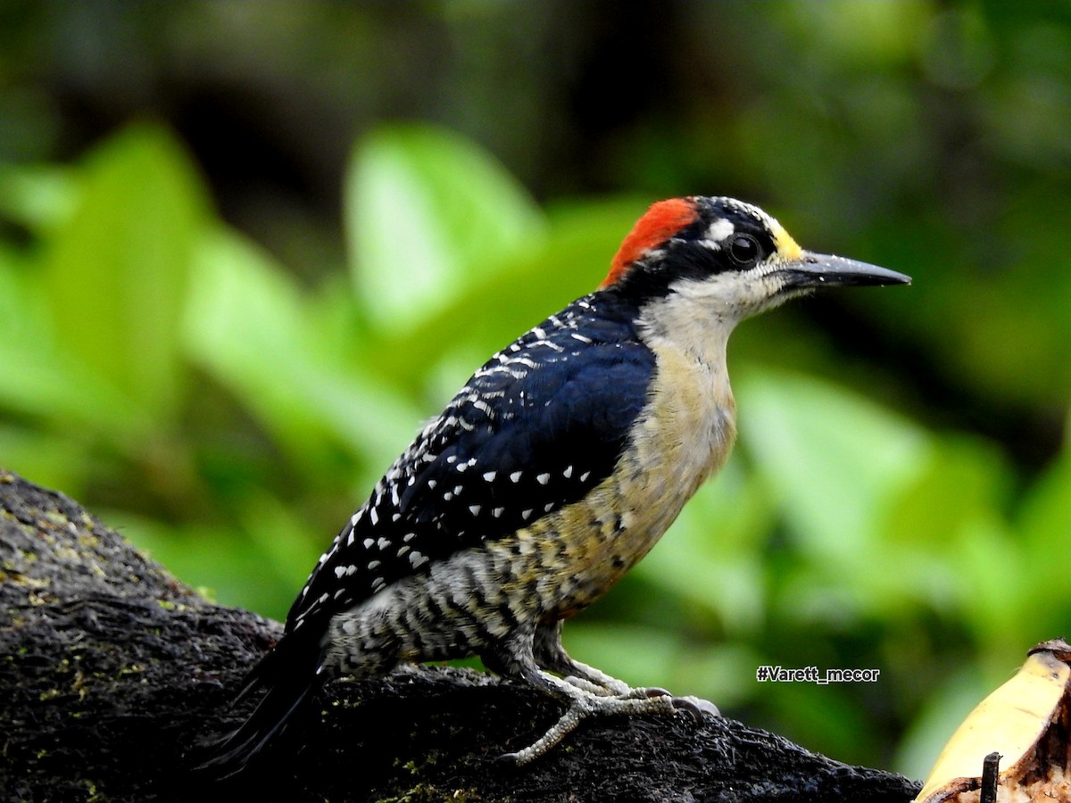 Black-cheeked Woodpecker - ML643575695