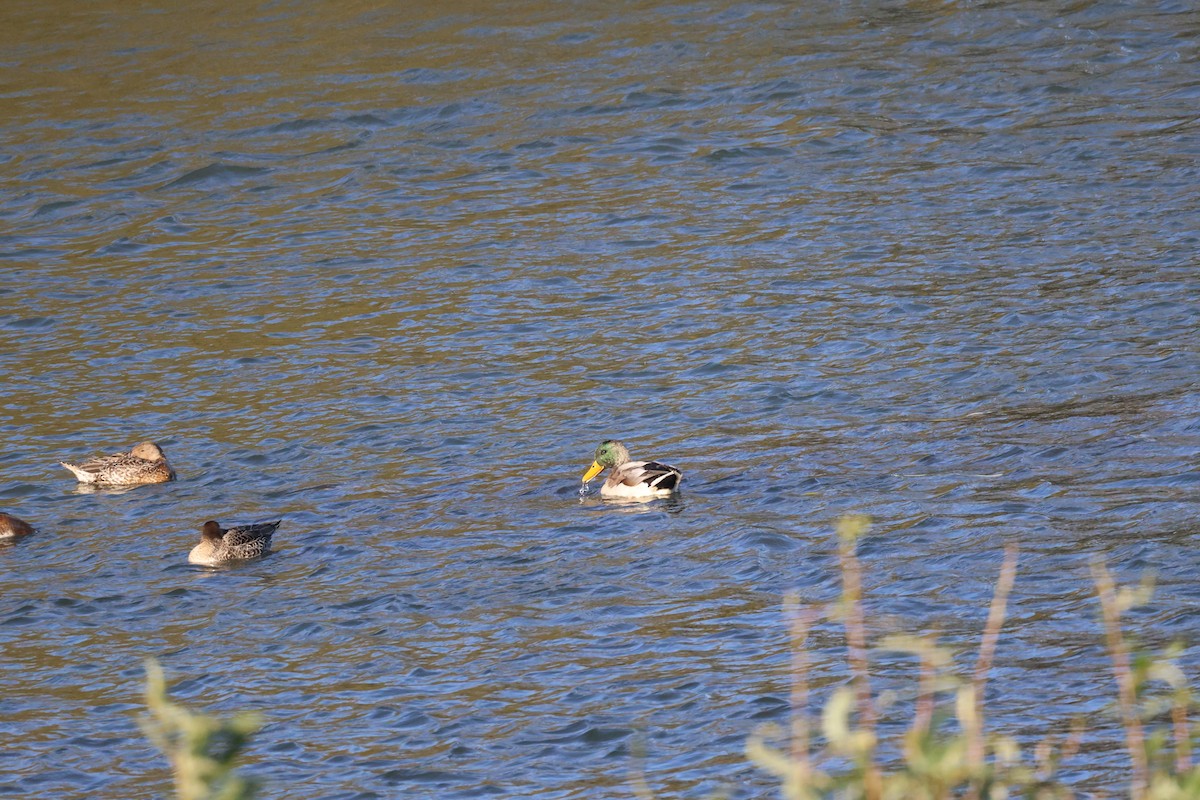 Mallard - ML643575697