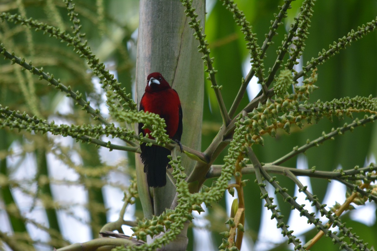 Crimson-backed Tanager - ML643575698