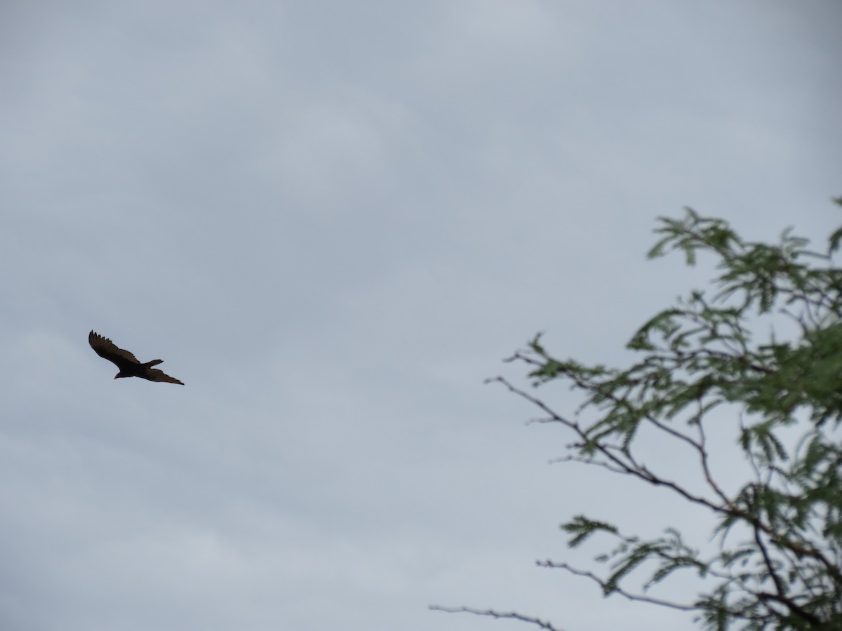 Turkey Vulture - ML643575699