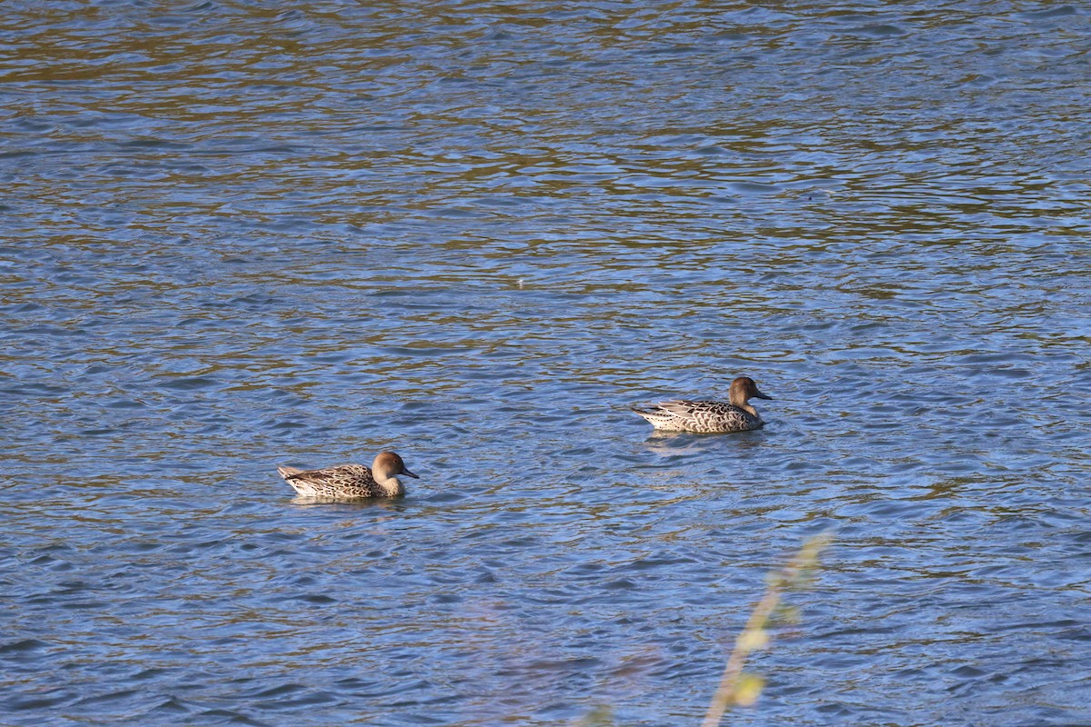 Northern Pintail - ML643575700