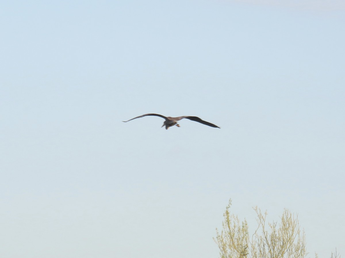 Great Blue Heron - ML643575703