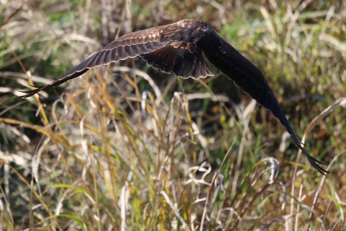 Black Kite - ML643575704