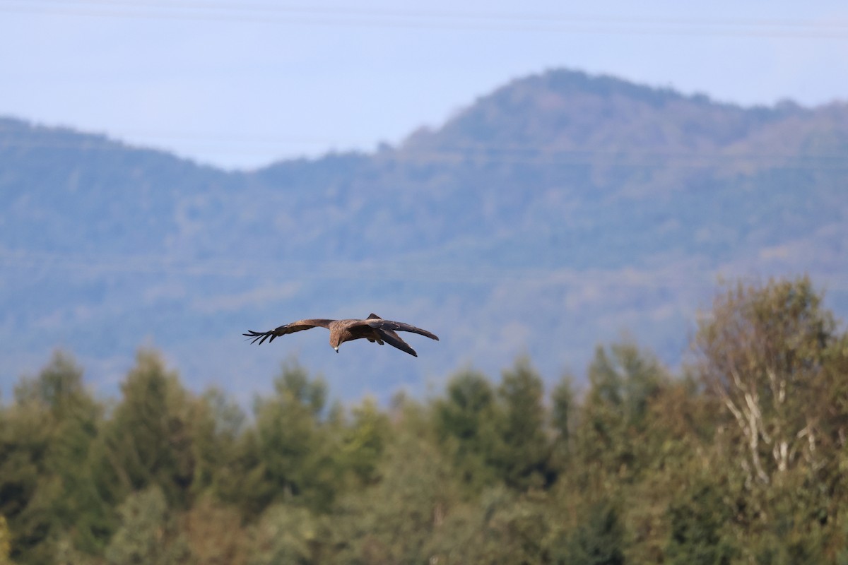 Black Kite - ML643575705