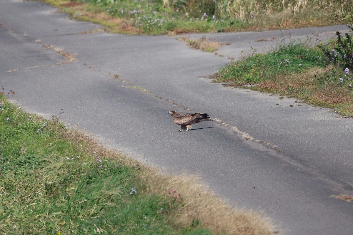 Black Kite - ML643575706