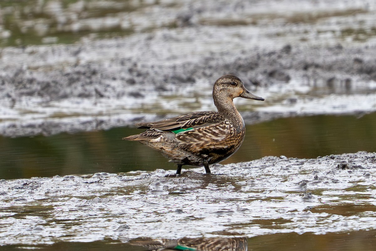 Green-winged Teal - ML643575707
