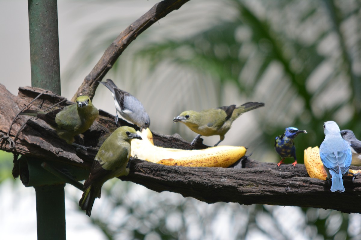 Red-legged Honeycreeper - ML643575708