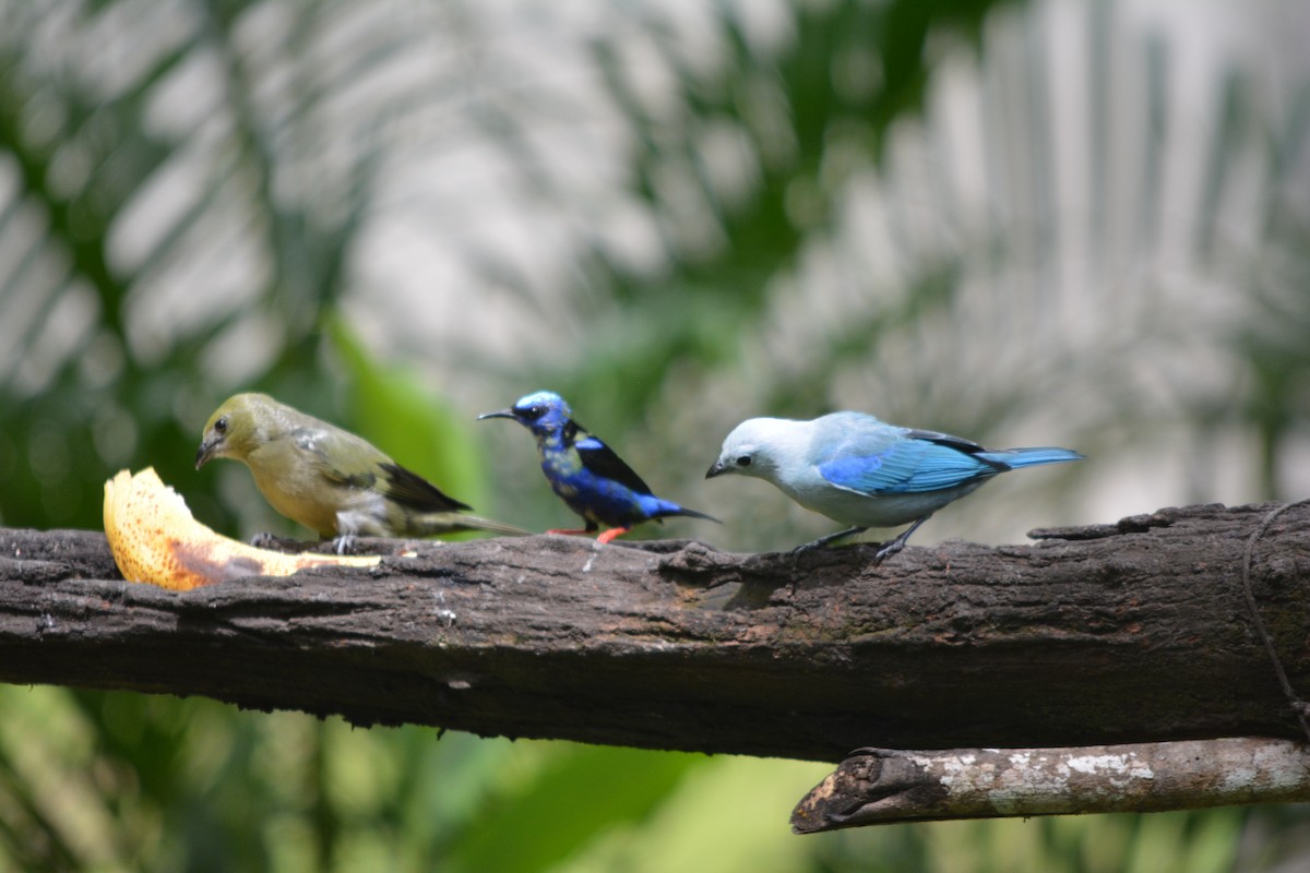 Red-legged Honeycreeper - ML643575709