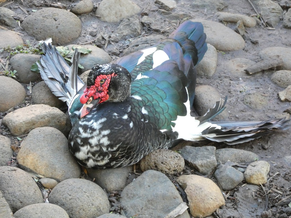 Muscovy Duck (Domestic type) - ML643575710