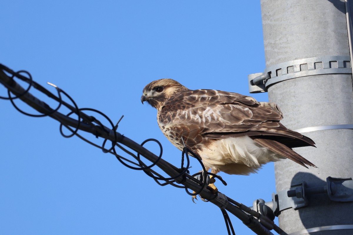 Eastern Buzzard - ML643575711