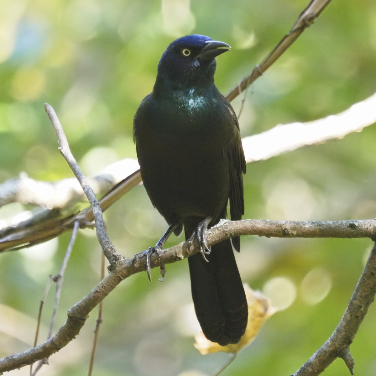 Common Grackle - ML643575712