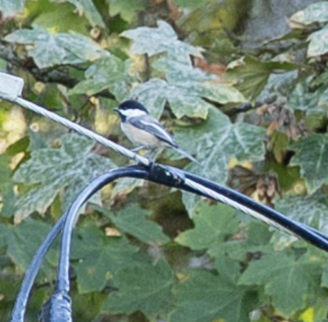 Black-capped Chickadee - ML643575722