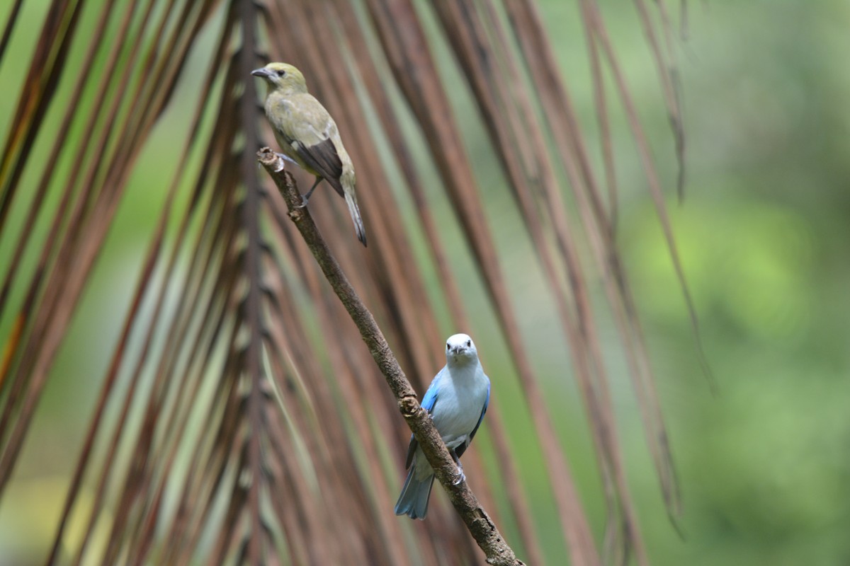 Palm Tanager - ML643575723