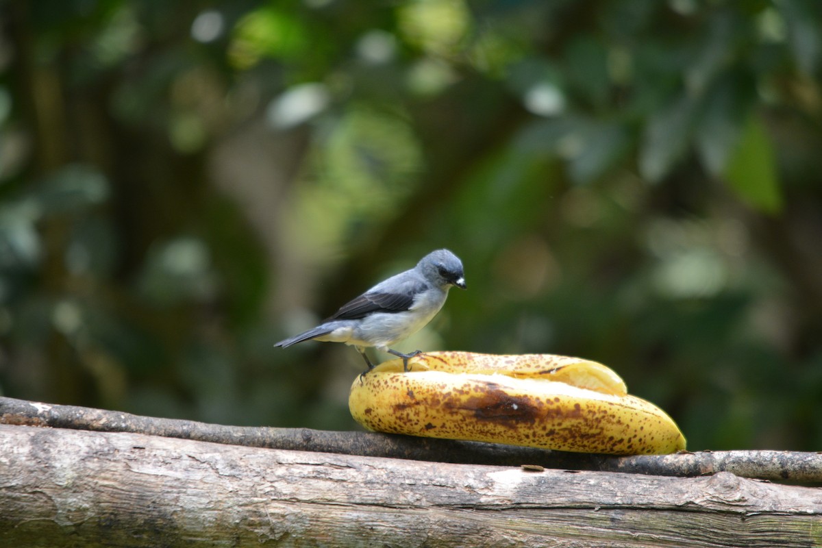 Plain-colored Tanager - ML643575730