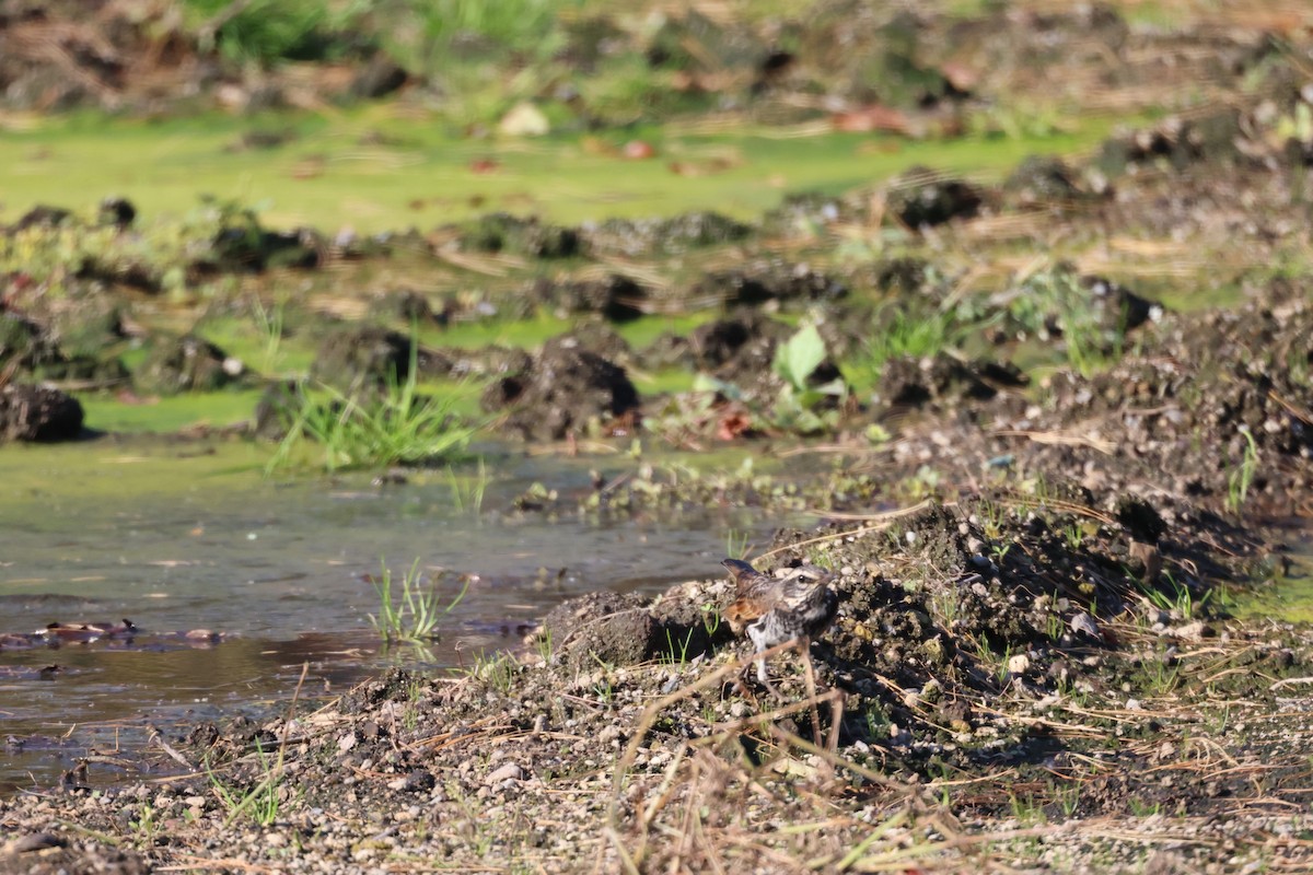 Dusky Thrush - ML643575731