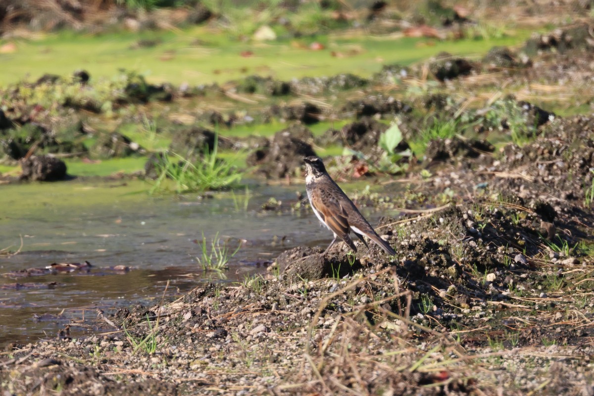 Dusky Thrush - ML643575733