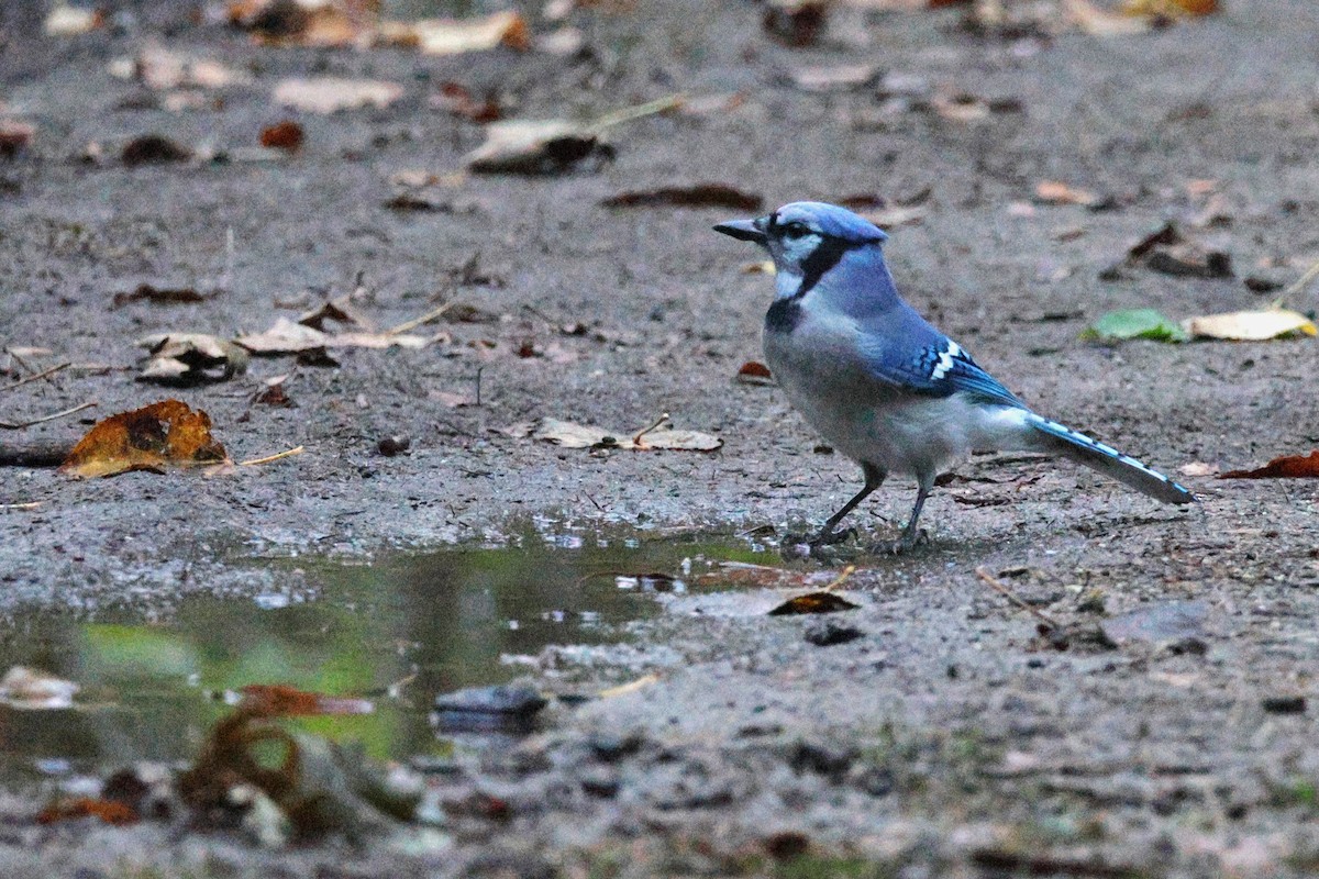 Blue Jay - ML643575751