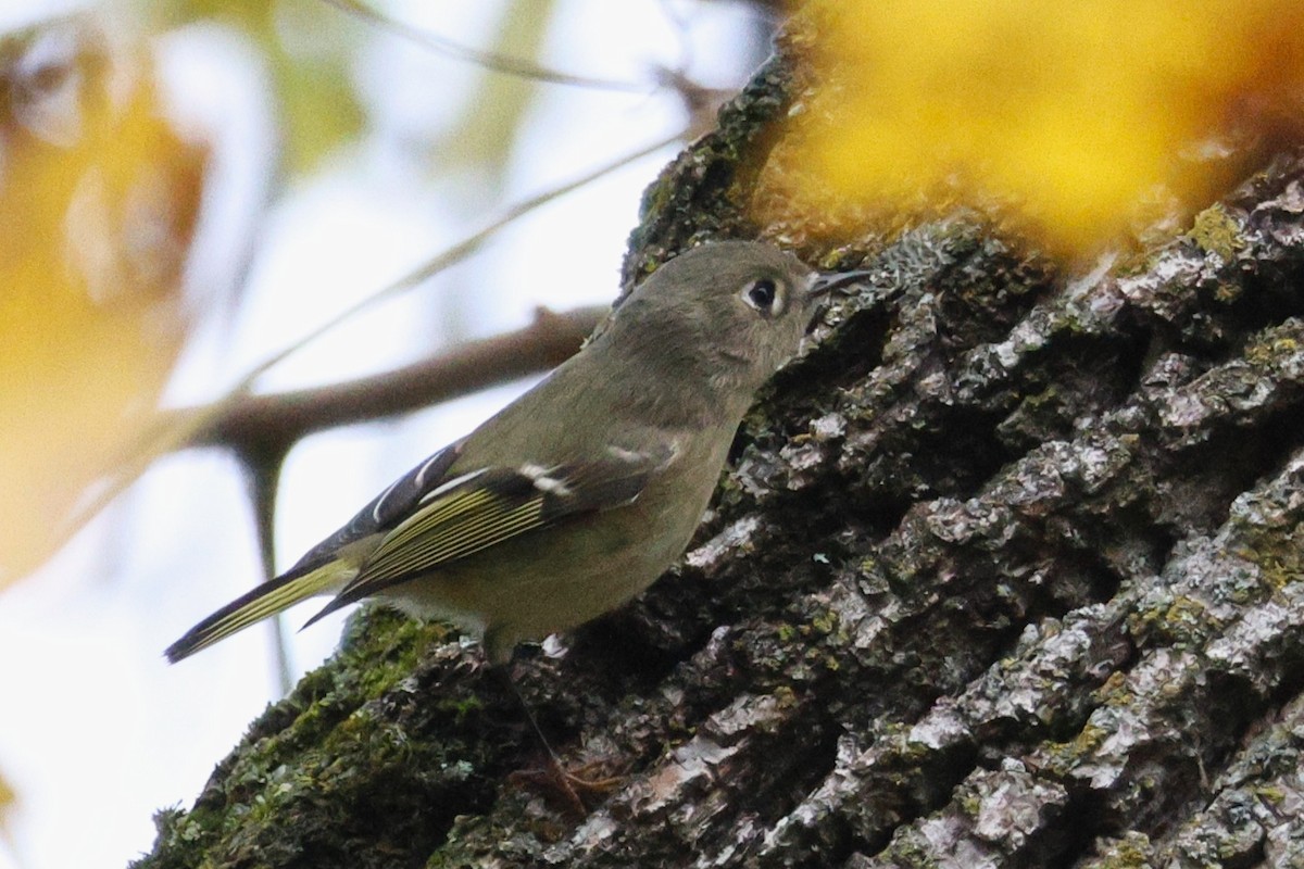 Ruby-crowned Kinglet - ML643575758