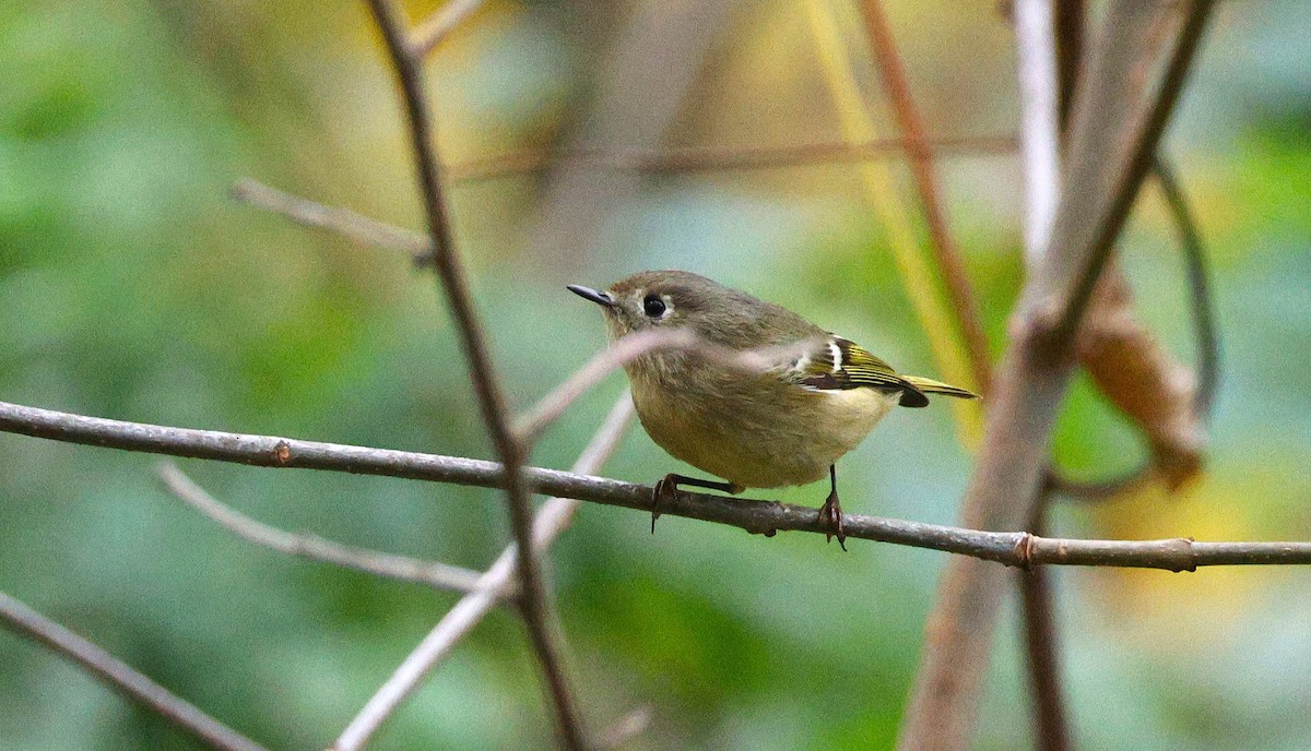 Ruby-crowned Kinglet - ML643575759