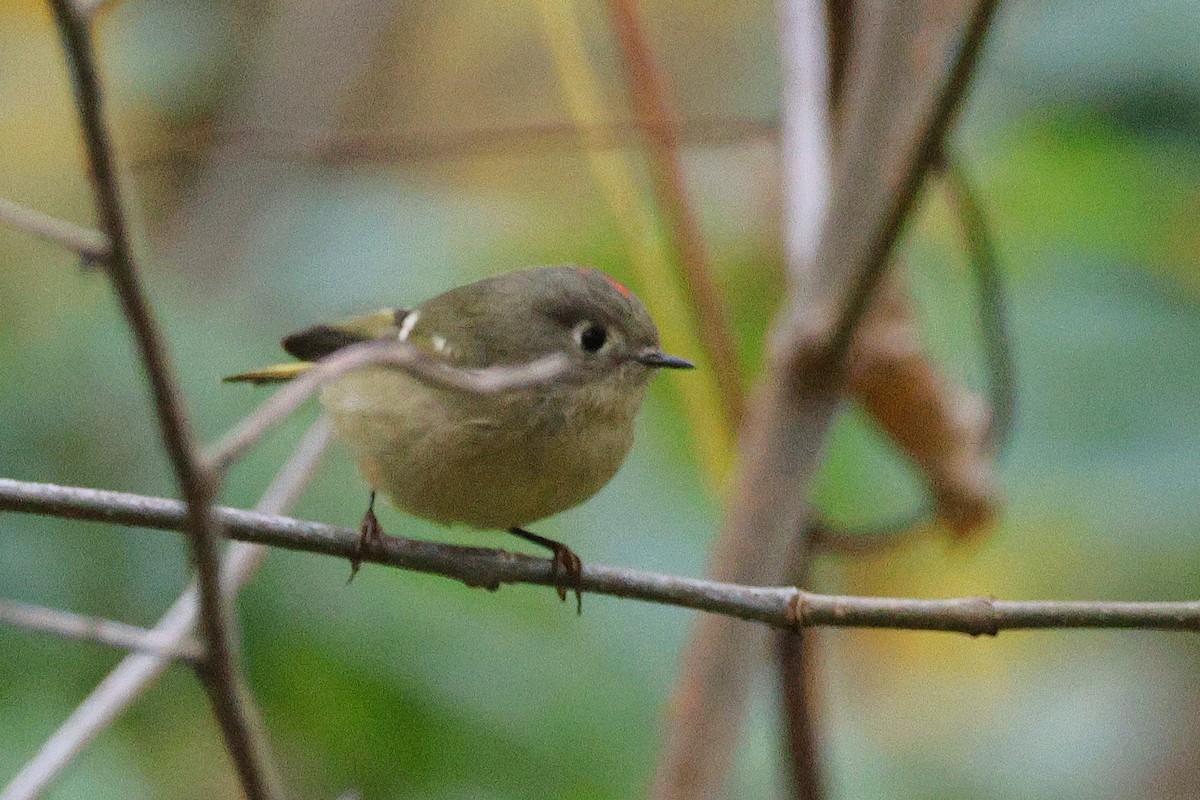 Ruby-crowned Kinglet - ML643575760