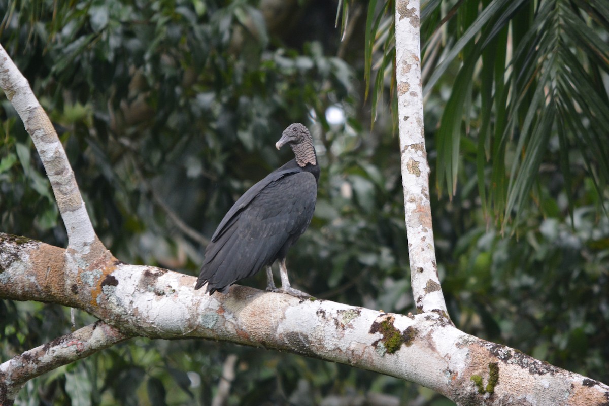 Black Vulture - ML643575768