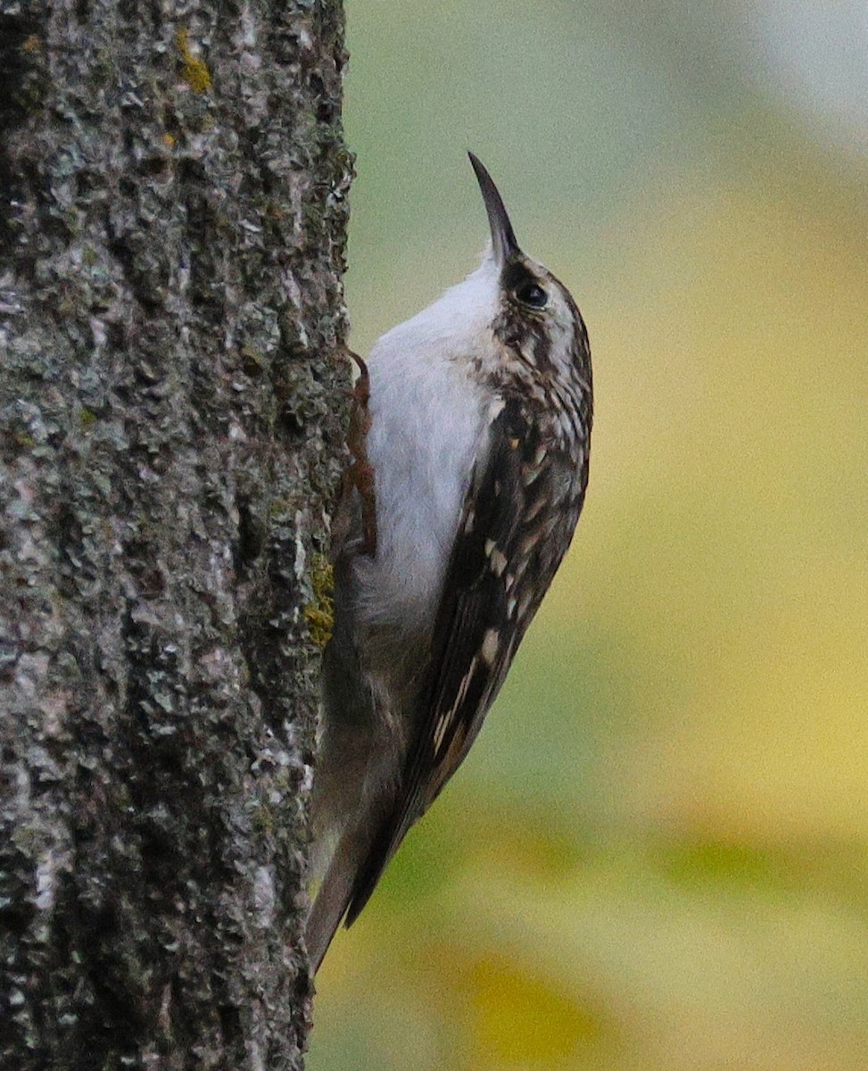 Brown Creeper - ML643575770