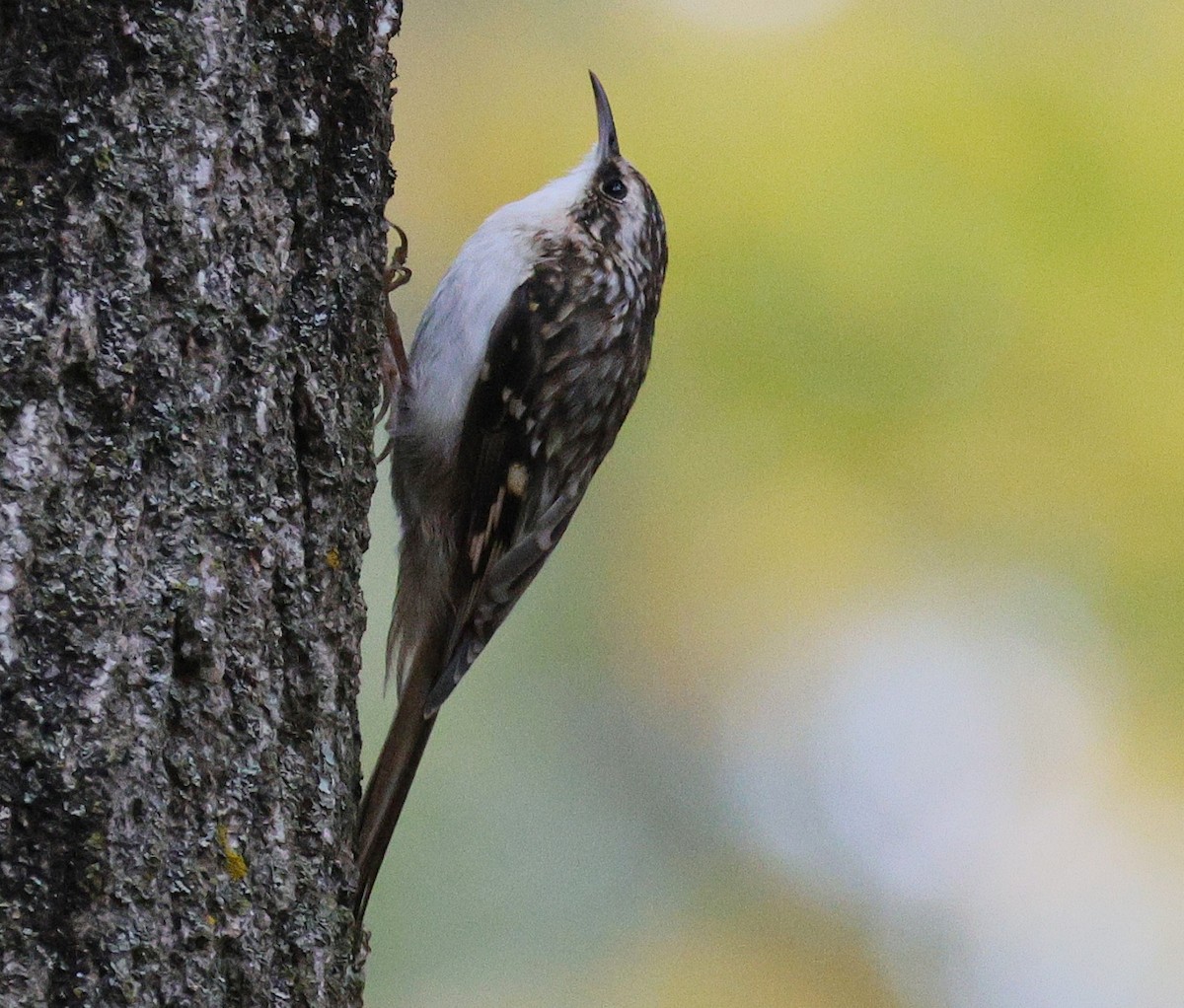 Brown Creeper - ML643575771