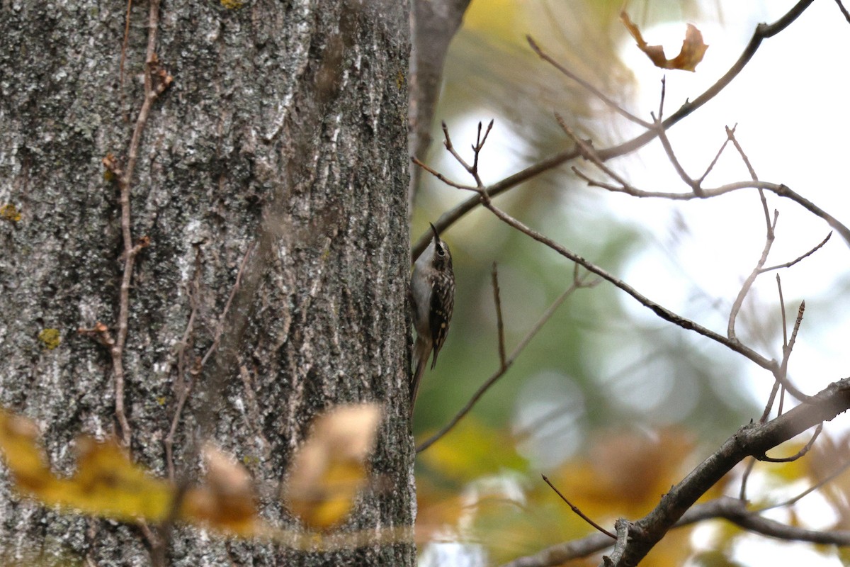 Brown Creeper - ML643575772