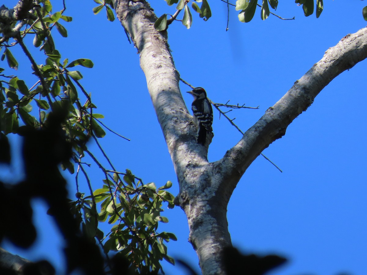 Downy Woodpecker - ML643575798
