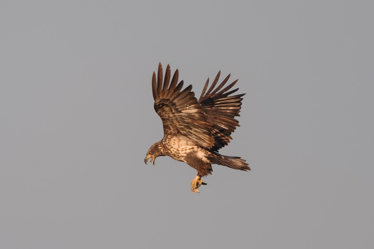ハクトウワシ - ML643575801