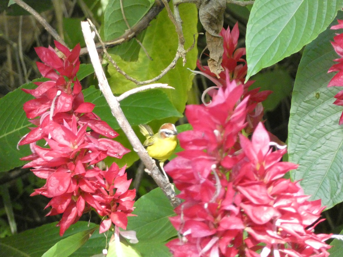 Chestnut-capped Warbler - ML643575808