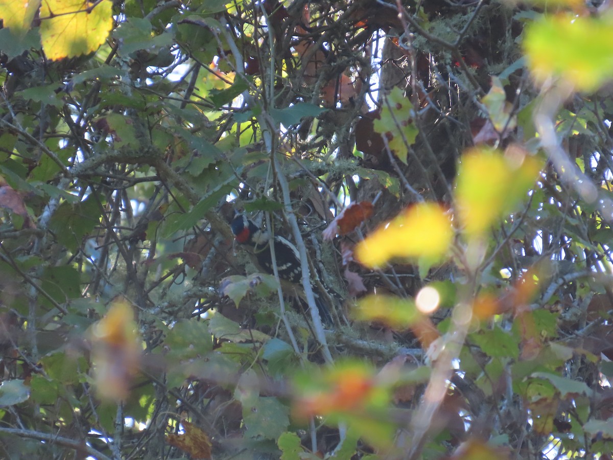 Downy Woodpecker - ML643575809