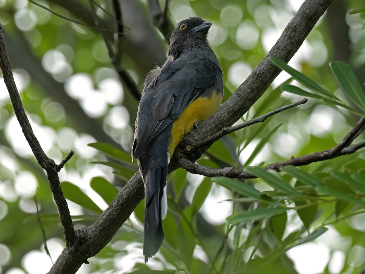 Graukopftrogon - ML643575832