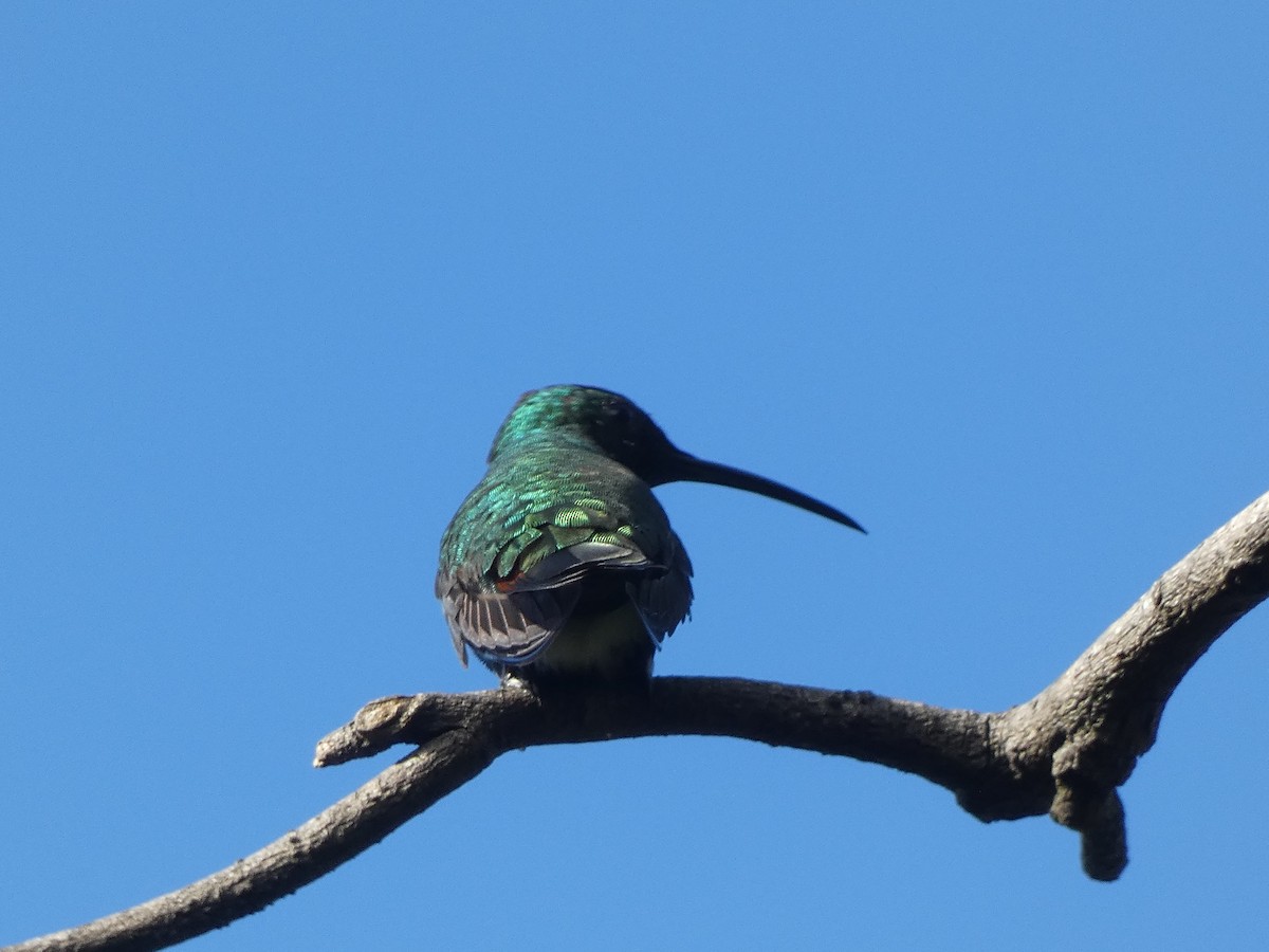 Green-breasted Mango - ML643575837