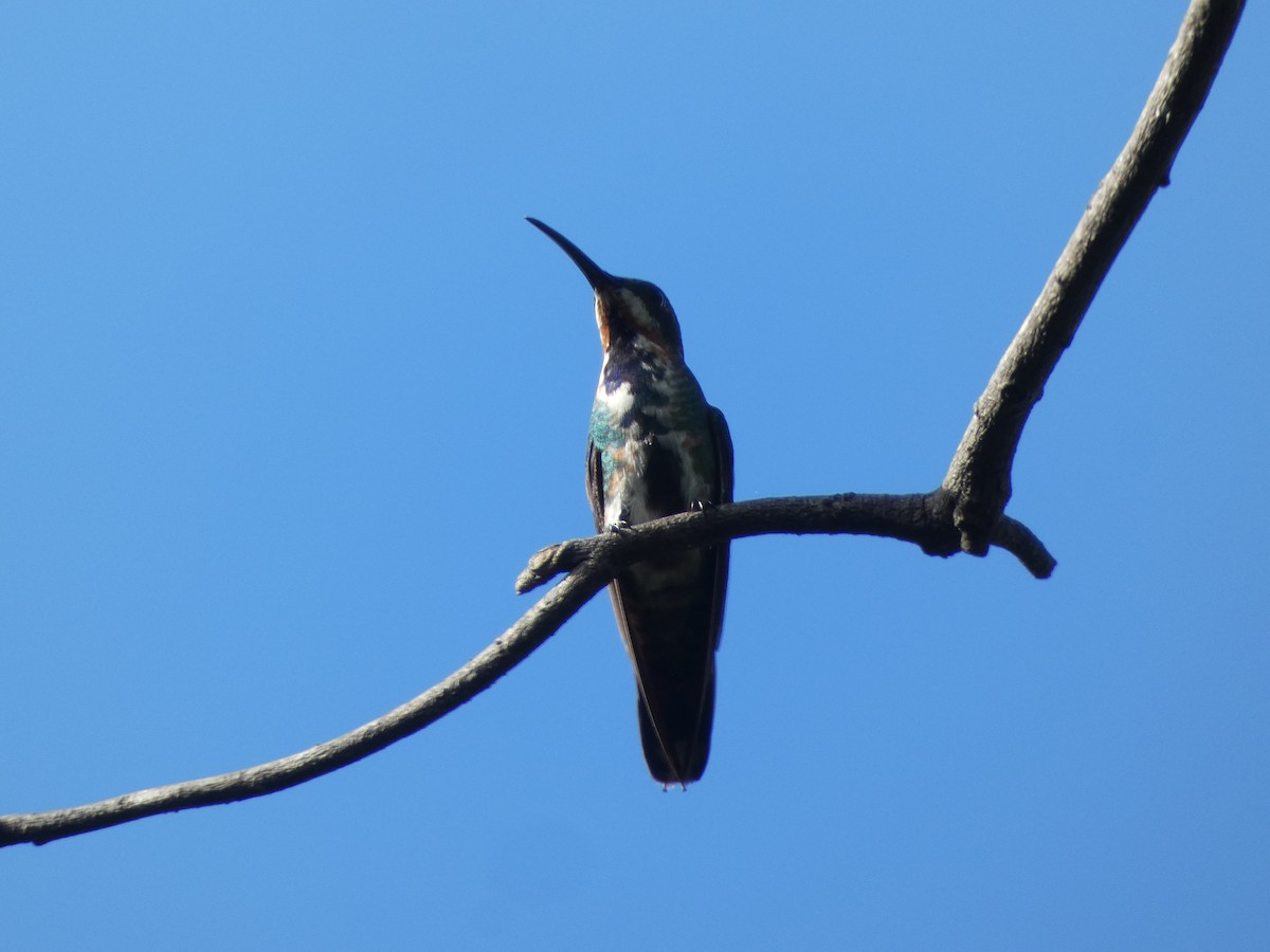 Green-breasted Mango - ML643575838