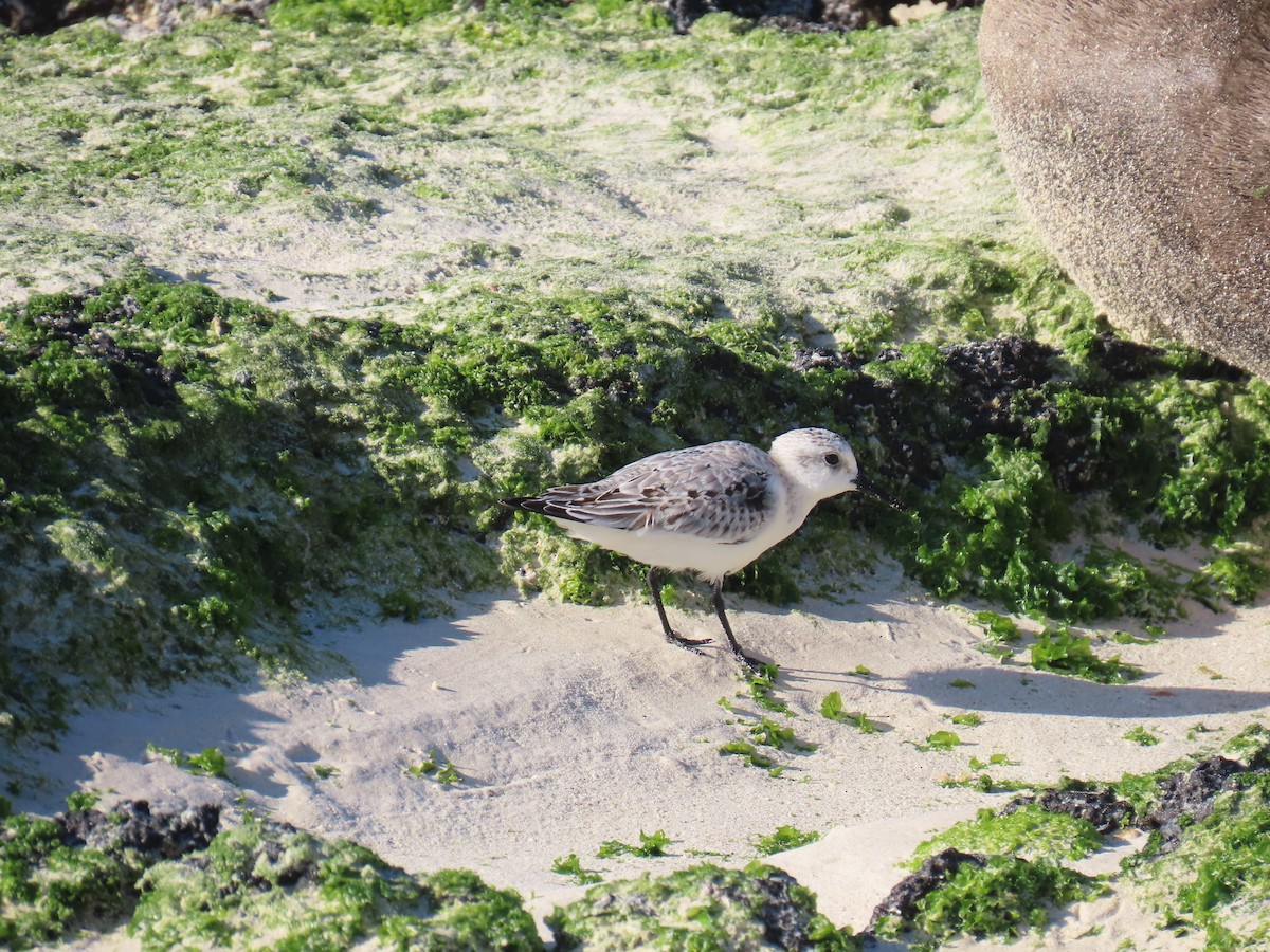 Sanderling - ML643575861