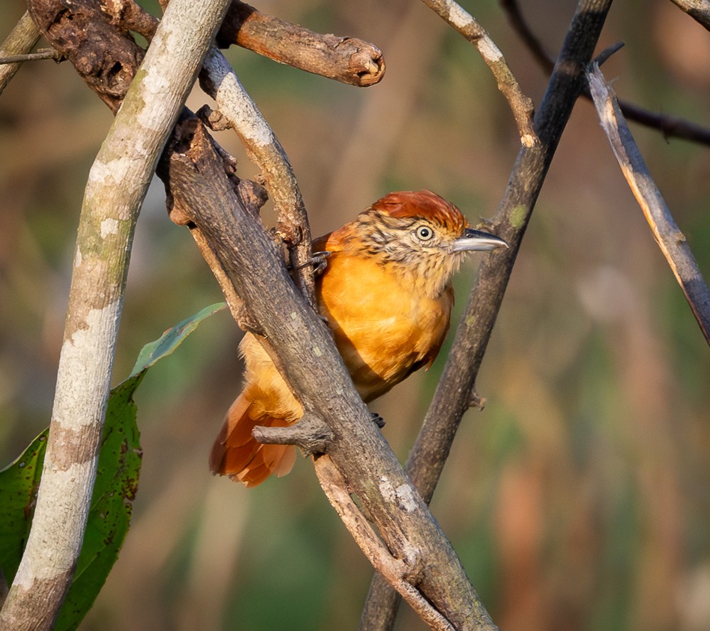 Barred Antshrike - ML643575865