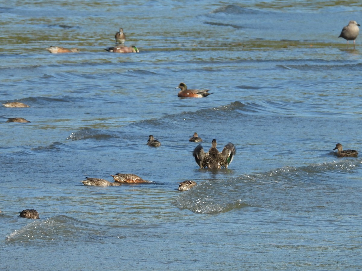 Green-winged Teal - ML643575873