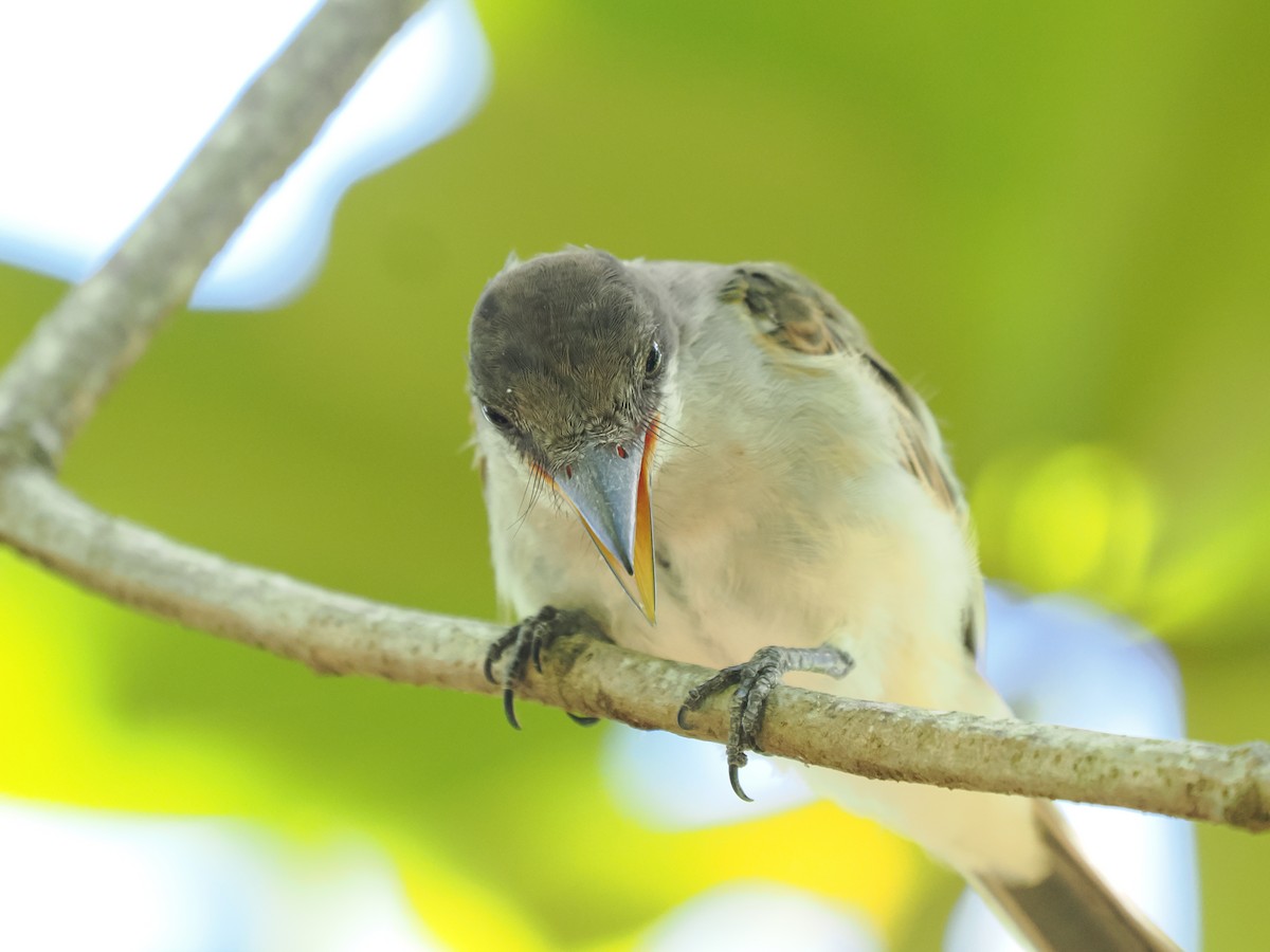 La Sagra's Flycatcher - ML643575877