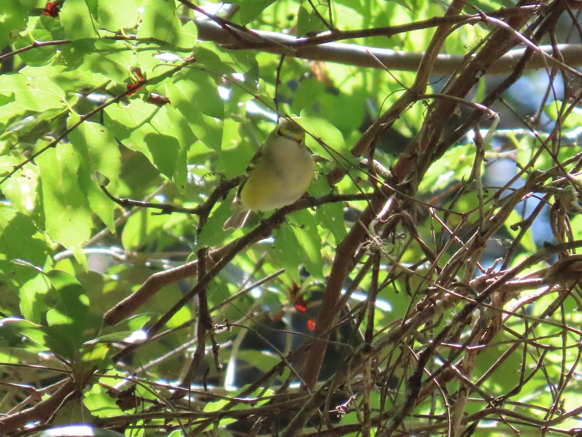 hvitøyevireo - ML643575878