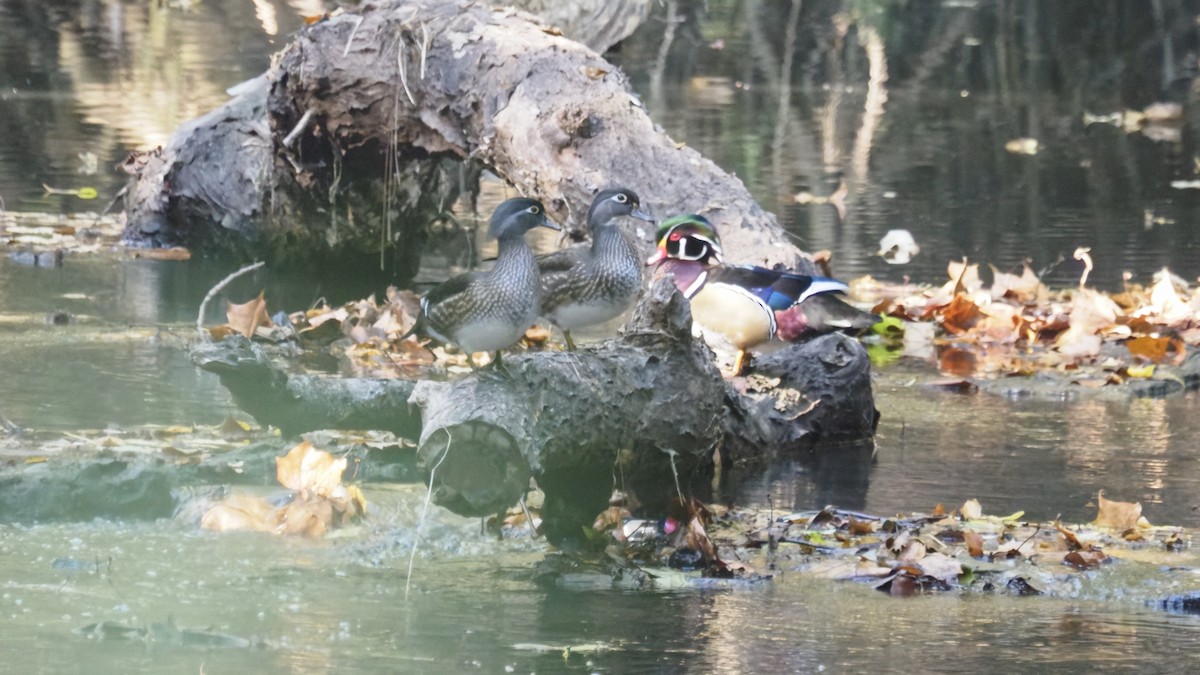 Wood Duck - ML643575881