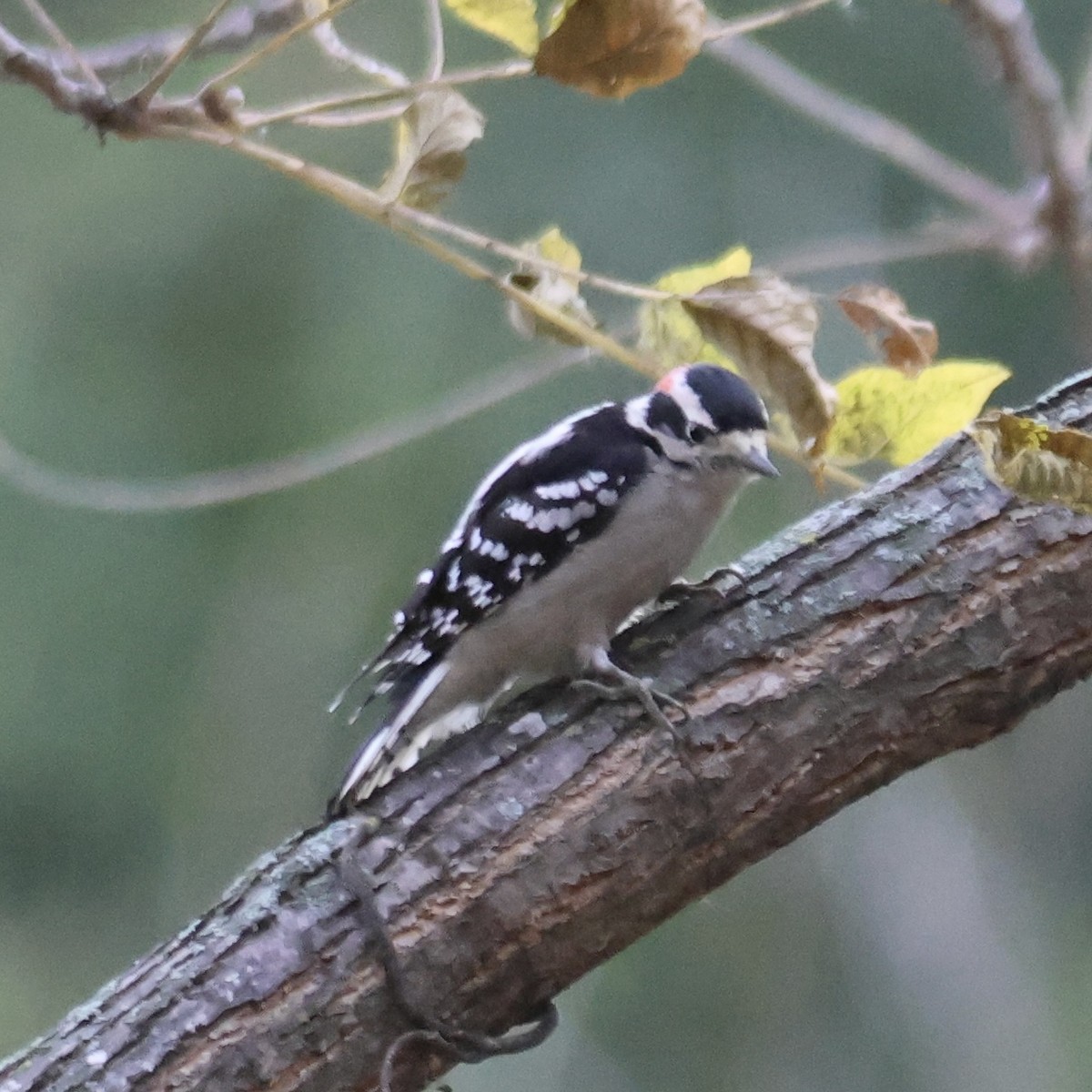 Downy Woodpecker - ML643575890